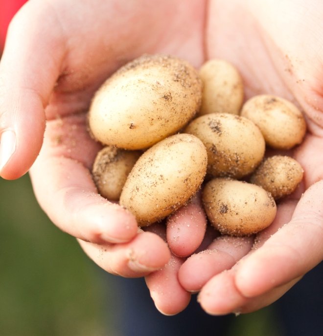 Slovenské zemiaky a iné produkty nájdete v Lidli.