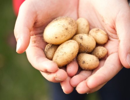 Slovenské zemiaky a iné produkty nájdete v Lidli.